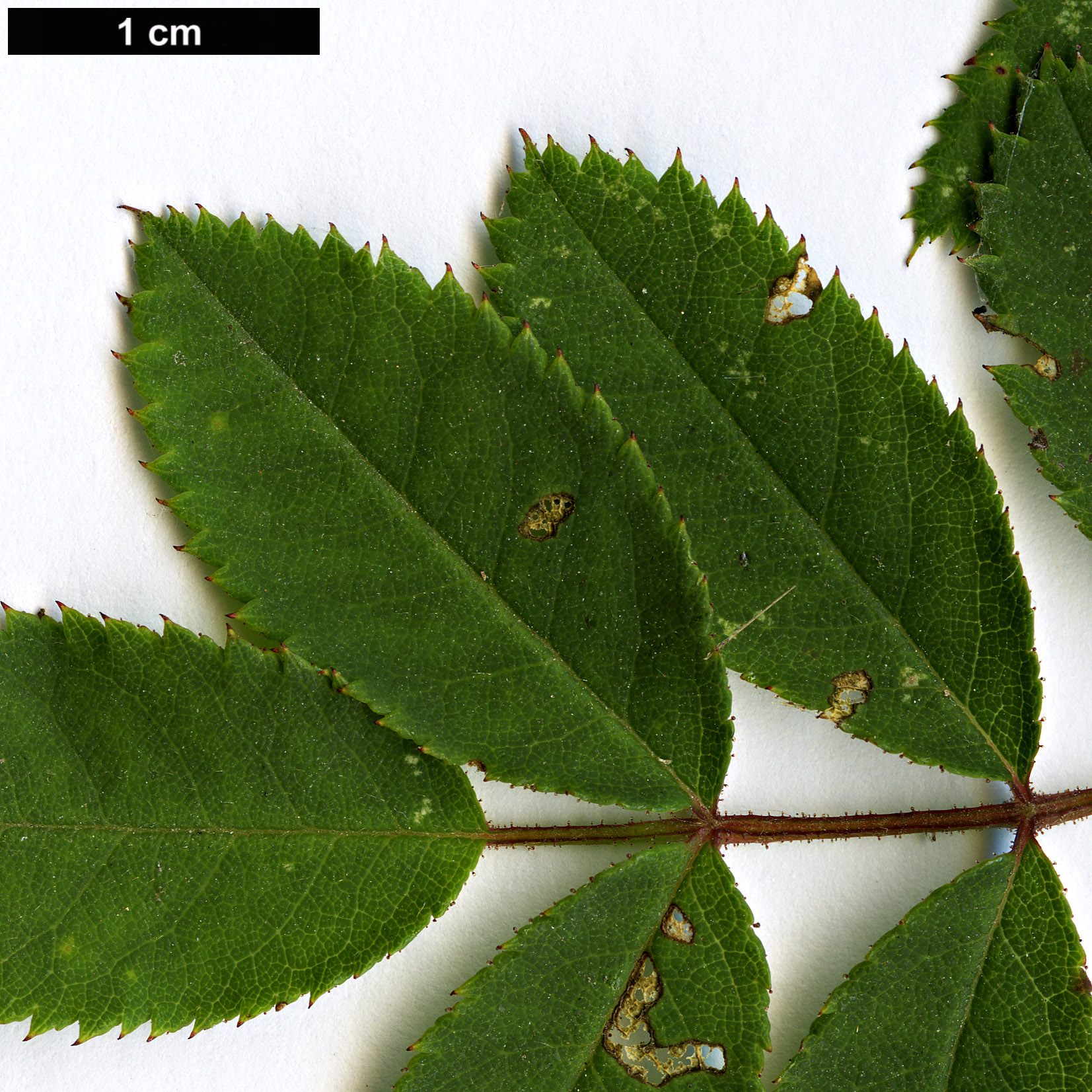 High resolution image: Family: Rosaceae - Genus: Rosa - Taxon: pendulina - SpeciesSub: f. pyrenaica High resolution image: Family: Rosaceae - Genus: Rosa - Taxon: pendulina - SpeciesSub: f. pyrenaica